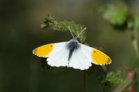 Anthocharis cardamines