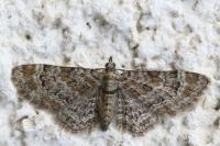 Gymnoscelis rufifasciata