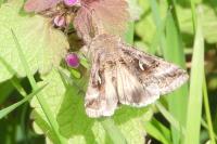 Autographa gamma
