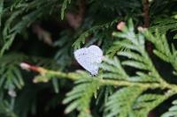 Celastrina argiolus