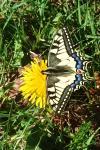 Papilio machaon