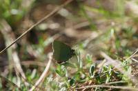 Callophrys rubi
