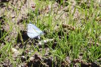 Celastrina argiolus