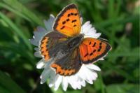 Lycaena phlaeas