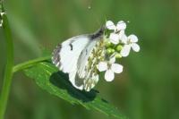 Anthocharis cardamines