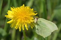 Gonepteryx rhamni