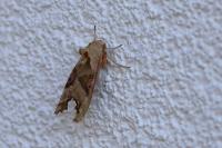 Phlogophora meticulosa