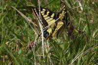 Papilio machaon