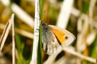 Coenonympha pamphilus