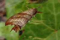 Falcaria lacertinaria