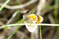 Coenonympha pamphilus