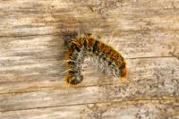 Thaumetopoea pityocampa