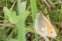 Coenonympha pamphilus