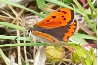 Lycaena phlaeas