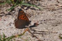 Lycaena phlaeas