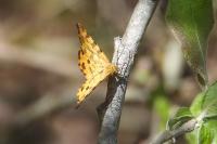 Pseudopanthera macularia