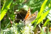Lycaena phlaeas