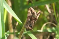 Autographa gamma