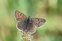 Lycaena tityrus