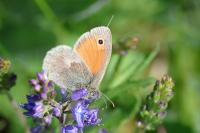Coenonympha pamphilus