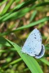 Celastrina argiolus