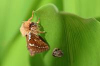 Korscheltellus lupulinus