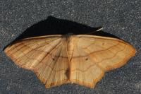 Scopula imitaria