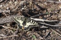 Papilio machaon
