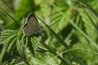 Lycaena tityrus