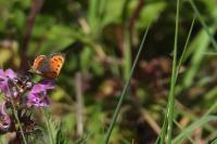 Lycaena phlaeas