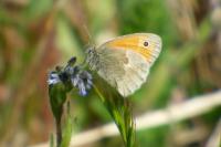 Coenonympha pamphilus
