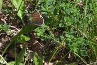 Lycaena tityrus