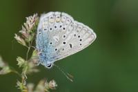 Polyommatus icarus