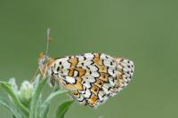 Melitaea cinxia