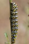Cucullia scrophulariae