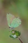 Callophrys rubi
