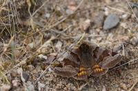 Euclidia glyphica