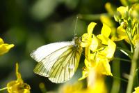 Pieris napi