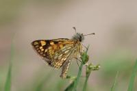 Carterocephalus palaemon