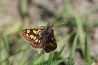 Carterocephalus palaemon