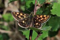 Carterocephalus palaemon