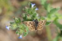 Carcharodus alceae