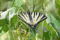 Iphiclides podalirius