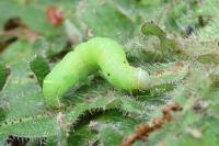 Orthosia cerasi
