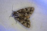 Acronicta rumicis