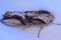 Agrotis puta