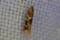 Bucculatrix ulmella
