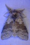 Calliteara pudibunda