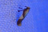 Caloptilia alchimiella