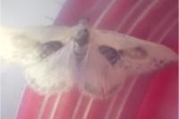 Cilix glaucata